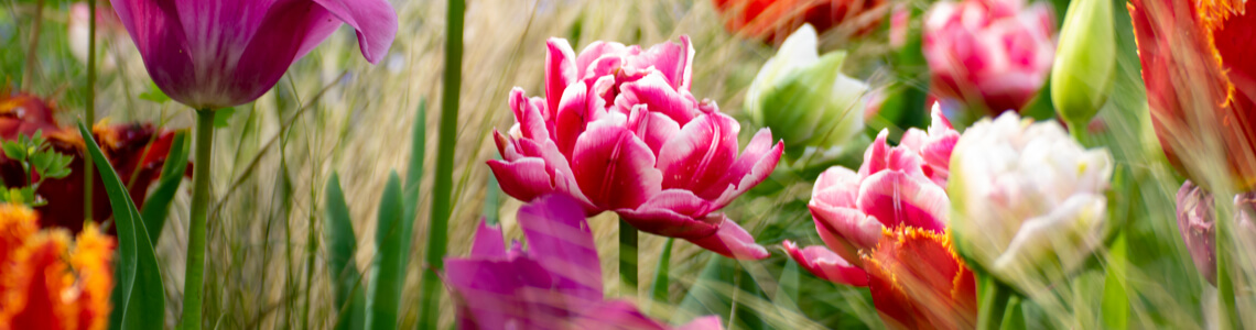 Gartenfreunde Blumen Banner