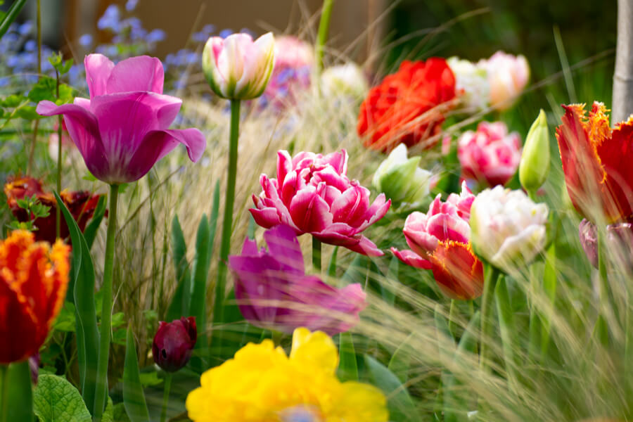 Gartenfreunde Blumen