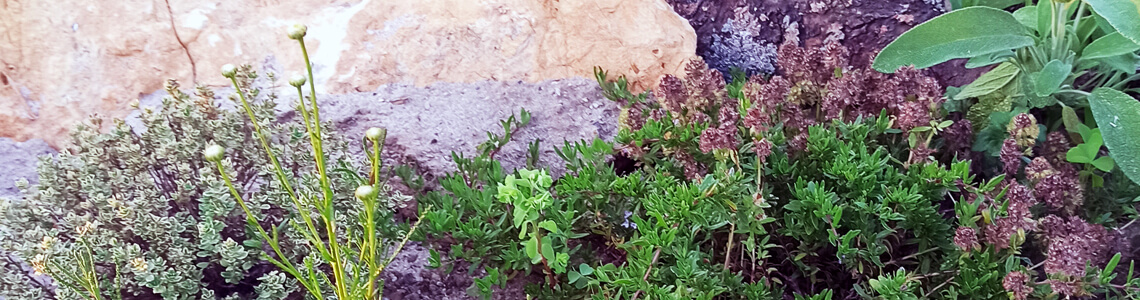 Gartenfreunde Kraeuter Banner