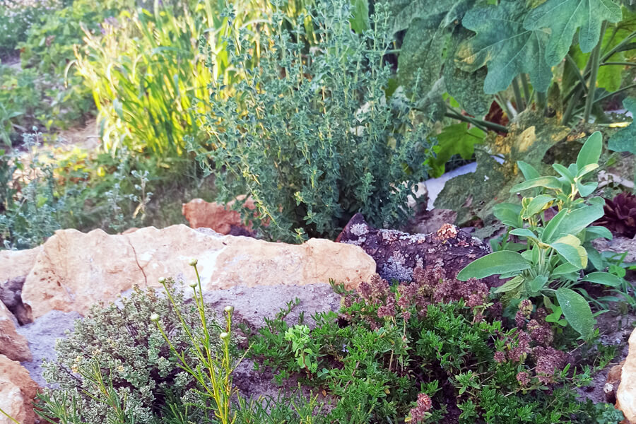 Gartenfreunde Kräuter