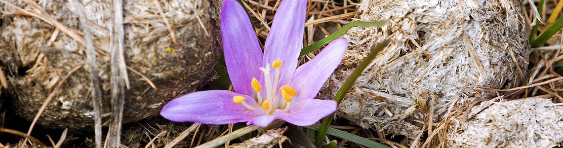 Gartenfreunde Pferdemist Banner